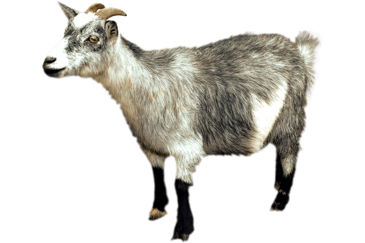 Ali Dayı'nın Çiftliği'nde yetiştirilmiş Adaklık Keçiler cinslerine ve canlı ağırlıklarına göre uygun fiyatlar ile.