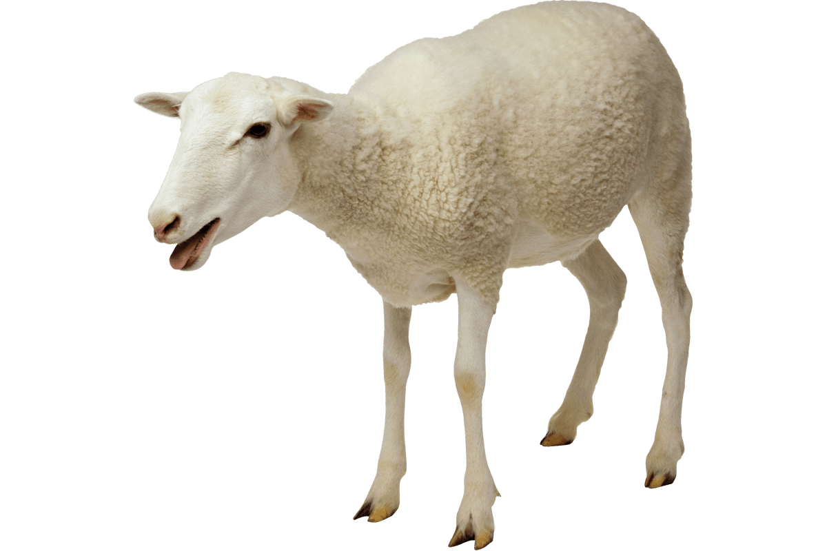 Ali Dayı'nın Çiftliği'nde yetiştirilmiş Adaklık Koyunlar cinslerine ve canlı ağırlıklarına göre uygun fiyatlar ile.