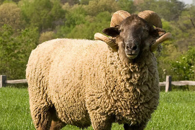 Temel Kurbanı, İnşaat Kurbanı, Temel Adağı, Kurban